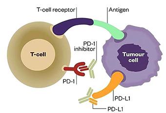 小普課堂-腫瘤突變負荷(Tumor Mutation Burden，TMB)