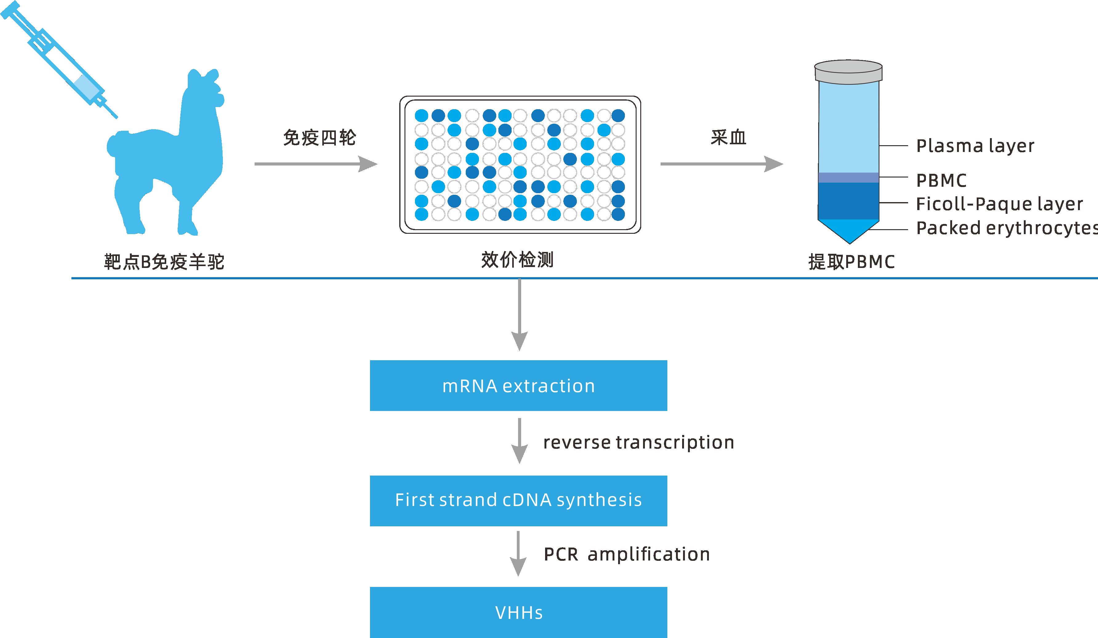 小分子大作用 ▏研發(fā)新動(dòng)力，聚焦納米抗體