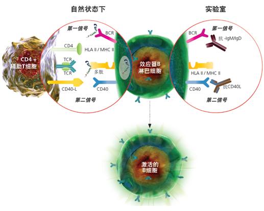 SHP2分子鑒定、重組表達(dá)及免疫學(xué)研究