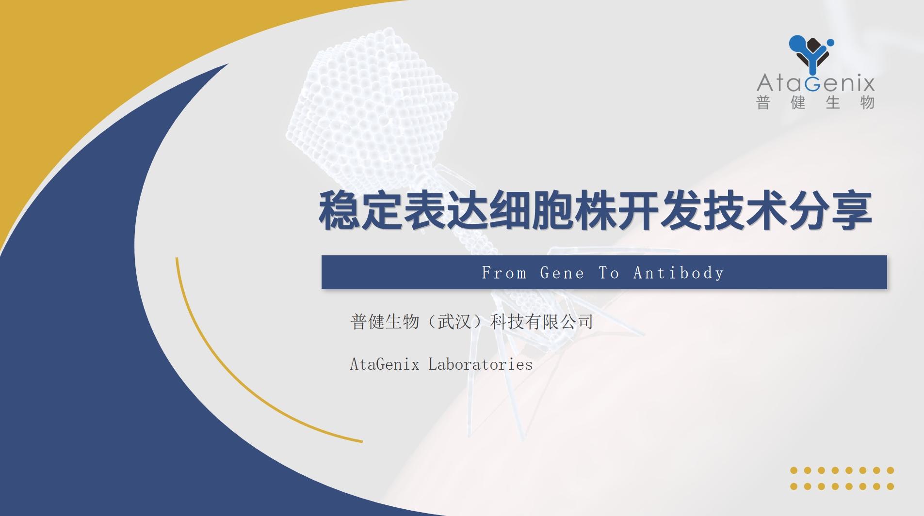 穩(wěn)定細胞株構建